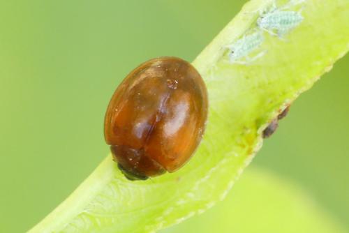 Réf. 235 469 : Chilocorus sp.